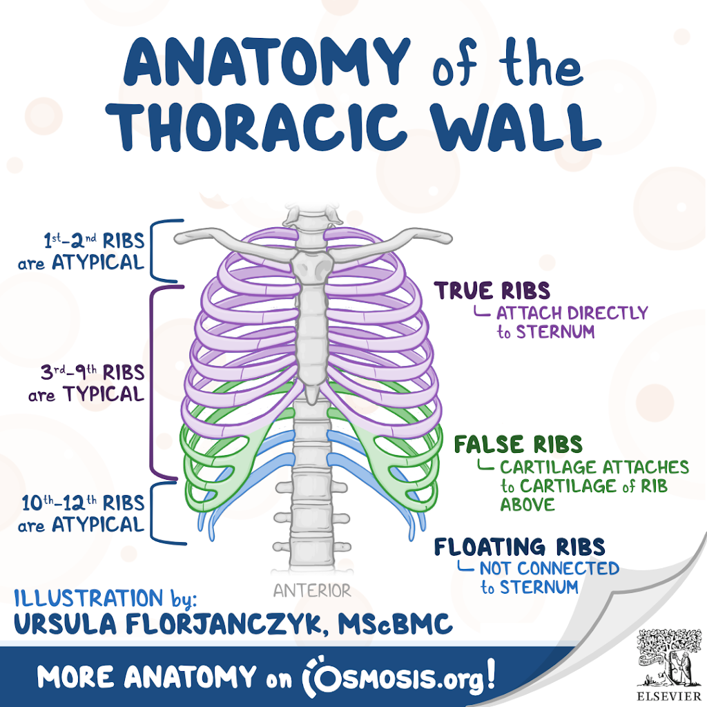 Vertebrosternal Ribs And Vertebrochondral