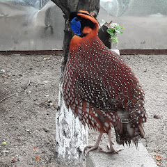 ФАЗАНЫ KZ.