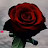 @قطرالندى-ص3و