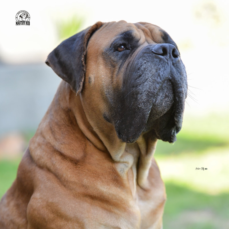 Boerboel Hub - Mastiff Hub