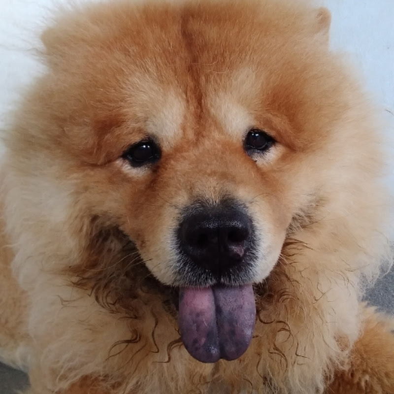 Yang Yang Chow