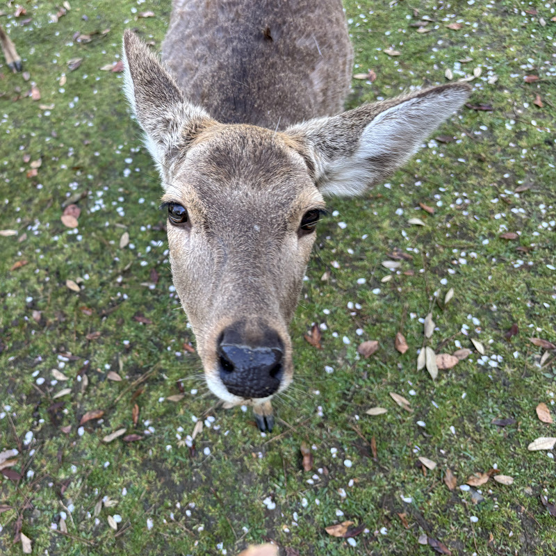 すげちゃんねる
