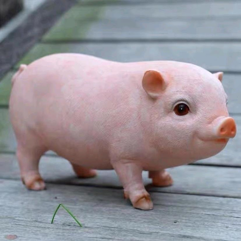 小猪世界奇闻 Logo