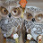 @NANOWL