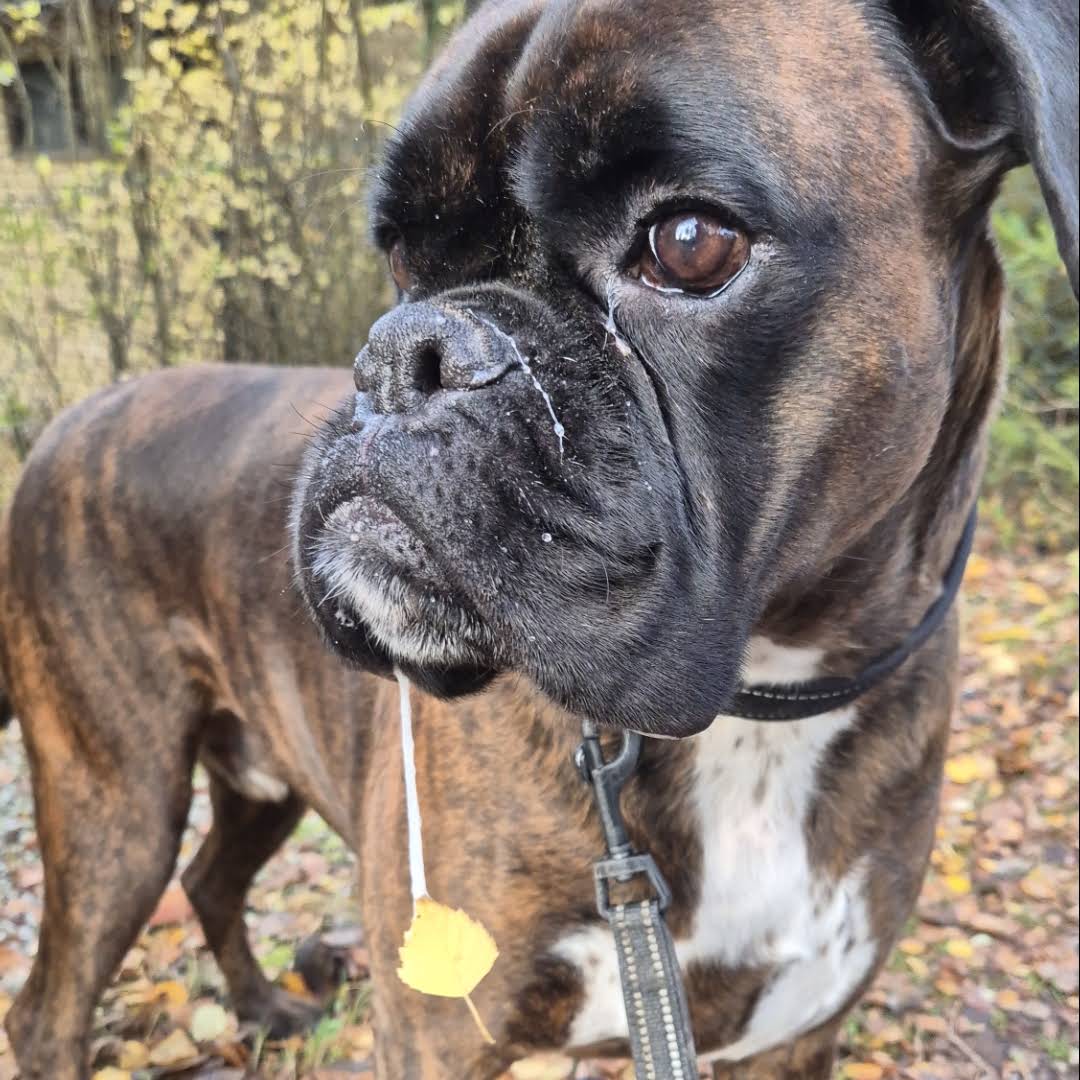 Post from BoxerRex
