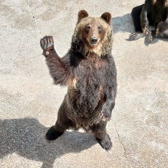 日熊☀️🐻‍
