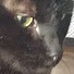 GYjf9xKaTHs-channel-avatar-Infection Admirer