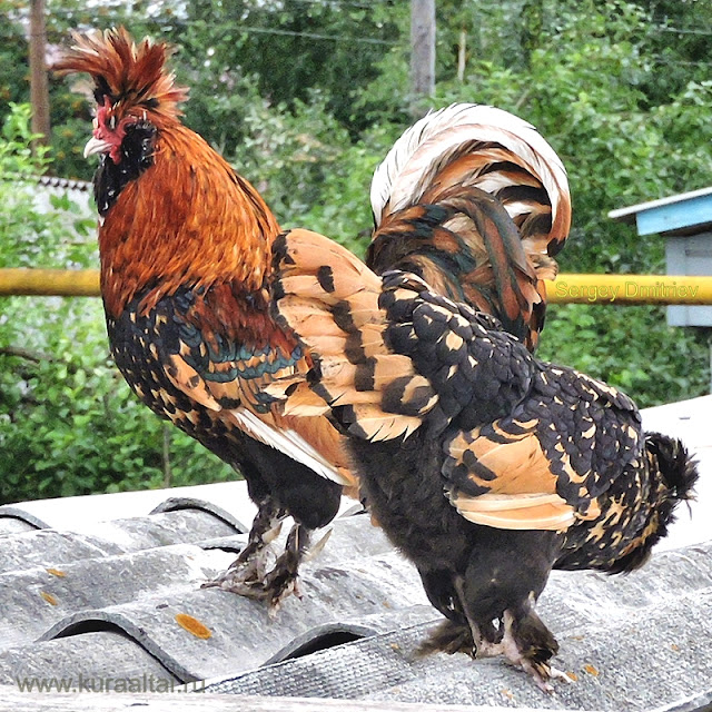 фавероль порода. кафе рыжий петух. курица 5 букв. гокко гнездо. борзый петух.