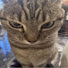 gAddjGOfXsI-channel-avatar-Catrague.
