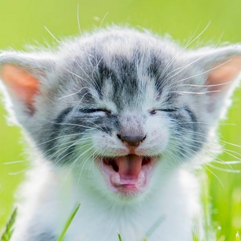 Pets Legends icon