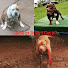 NWVSrKE9J8I-channel-avatar-Kennsey_Kennels2.0