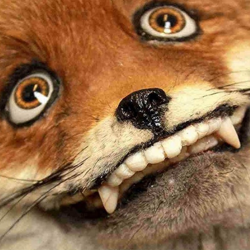 Gradmama's Fox