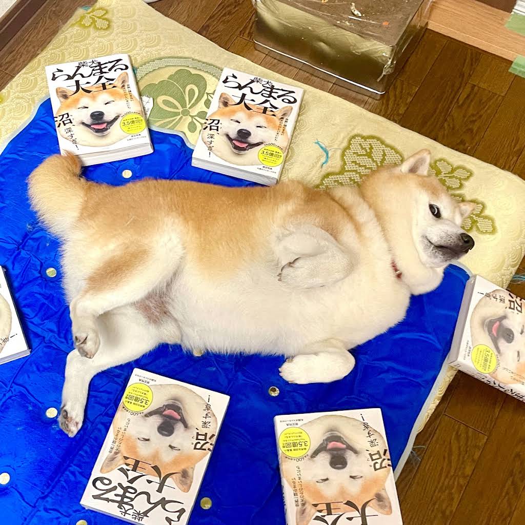 SHIBA DOG RANMARU - YouTube