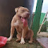 anQlQrxRCzs-channel-avatar-Victor Jr Ortega Aprende con Perros 