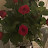 @SAM-lz7hm Avatar