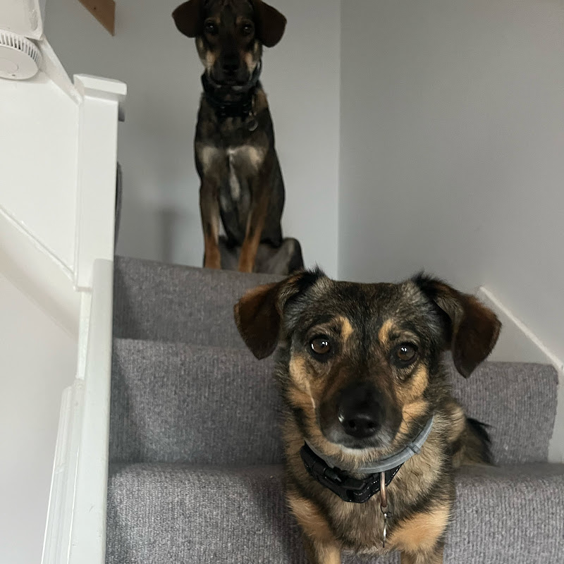 Hire Dadoggys — Animal Behavior Studies YouTube creator for sponsorships