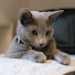 EtIbhi3TmxE-channel-avatar-Yokozuna Cats