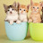 @theworldofcats9701