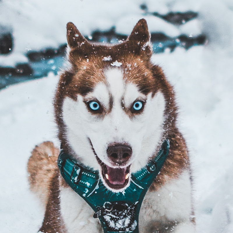 Husky Squad icon