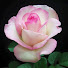 2SMYWd5-Gak-channel-avatar-RoseyForecast