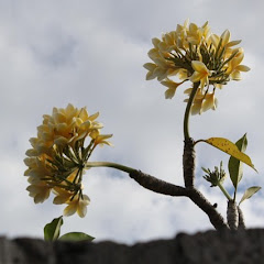 办公室的光影アイコン画像