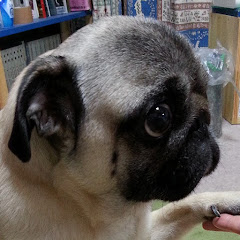 パグ・フレンチブルドッグTV