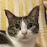 Ra3WRQ5S-_Y-channel-avatar-うちのねこ