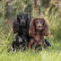 m0QzPvjQ_wI-channel-avatar-Milly & Lady