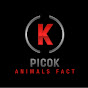 PicoK logo