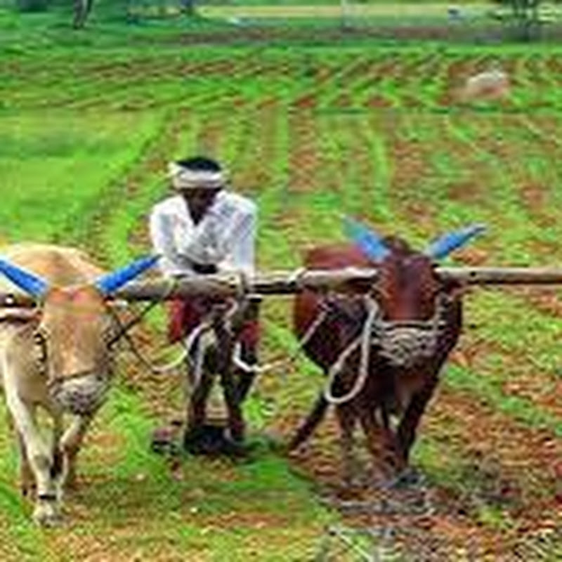 village life rajsthan (India)