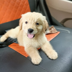 Golden Paws