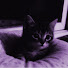 B915I5daroA-channel-avatar-ErmiPulse