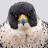 @Peregrine_Falcon_North-America