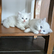 Persian Cat Family