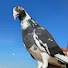 PRs81m8Iksw-channel-avatar-Pigeons Lovers Of All Kinds