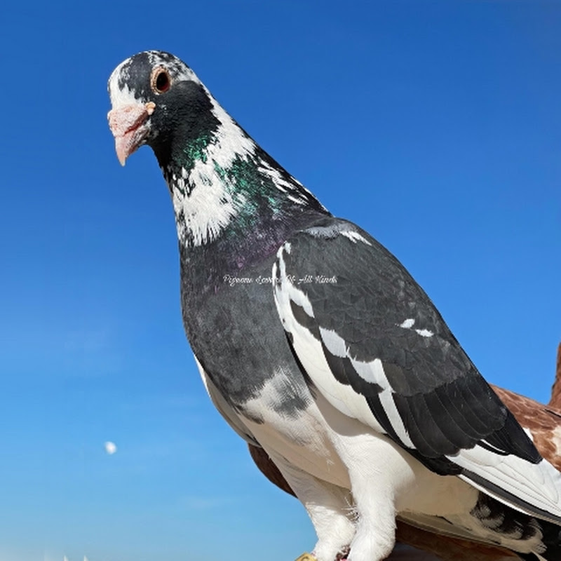 Pigeons Lovers Of All Kinds
