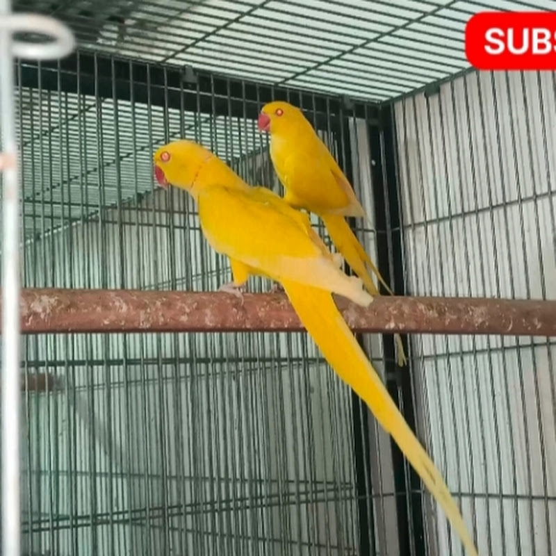 Ringneck Parakeets 🦜🦜