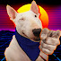 O3SYFIuhQpk-channel-avatar-SuperBrahhCortes