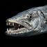 mhySv6YyJPo-channel-avatar-Barracuda_Play