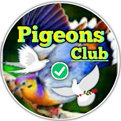 Pigeons Club Avatar