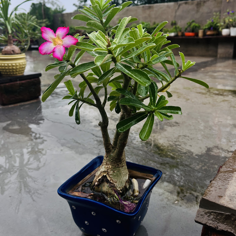 Plantsvishu
