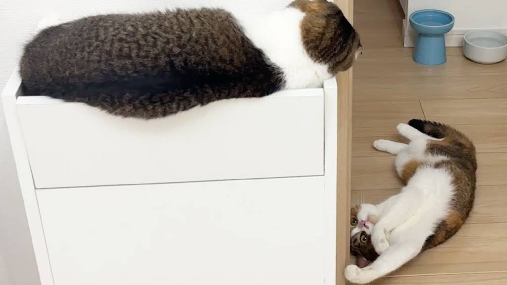 スコスコぽこ太郎&うま次郎〜猫ちゃんねる〜 - YouTube