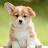 @Corgi_lover-20