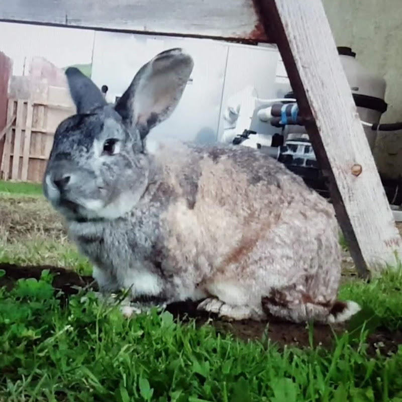 JazzRabbit icon