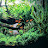 @ADUAquascaping's avatar