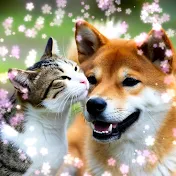 動物癒し動画♡ animal cute