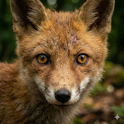Save Wildlife