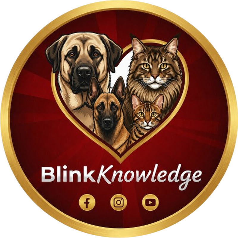 BlinkKnowledge