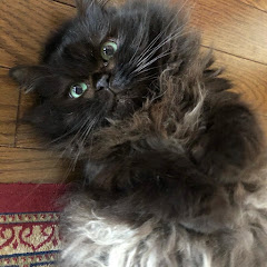 獣医師と黒猫くーちゃんねる