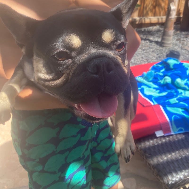 Bolt the Bulldog